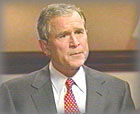 Bush