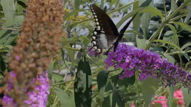 Cold War Butterflies