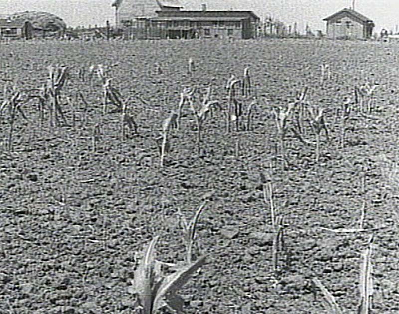 Реферат: The Dustbowl Of America In The 1930s