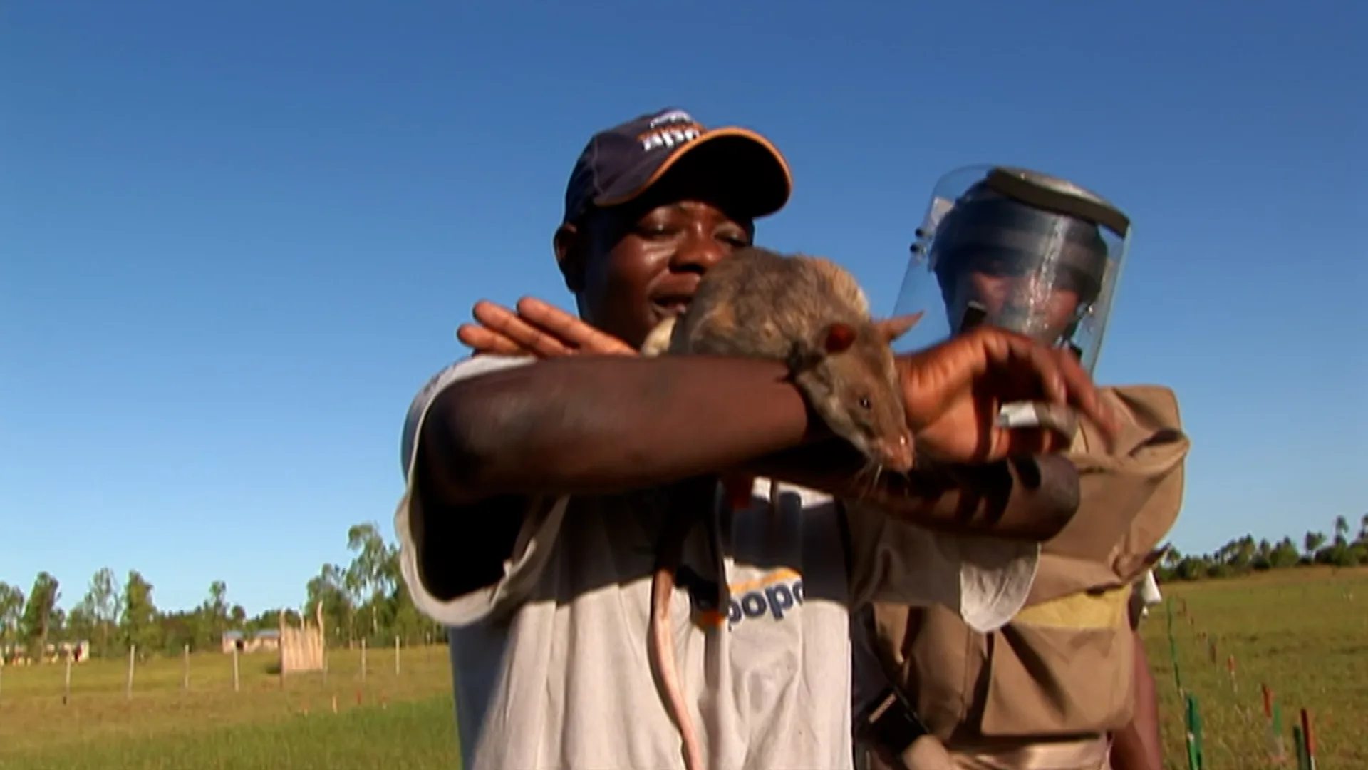 Tanzania: Hero Rats