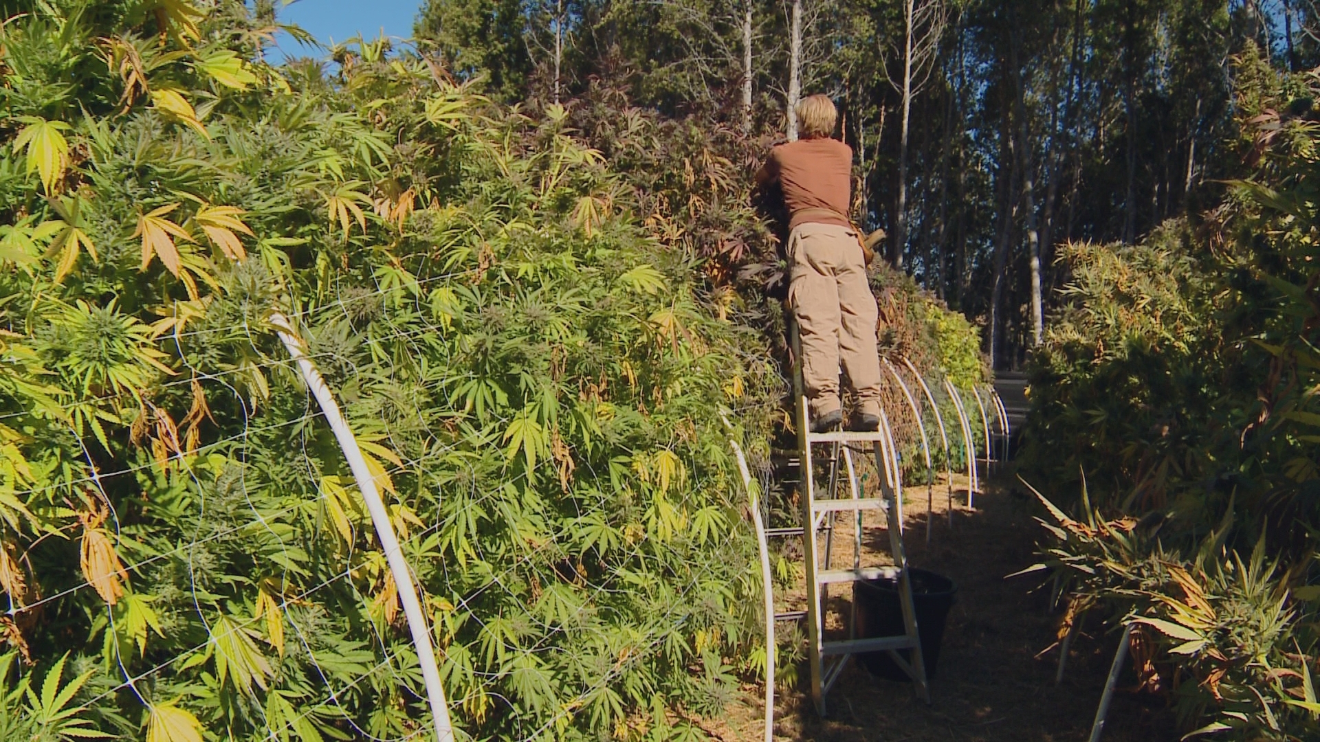 In a Down Economy, Will Taxing Medical Marijuana Lead to a New Green Rush?