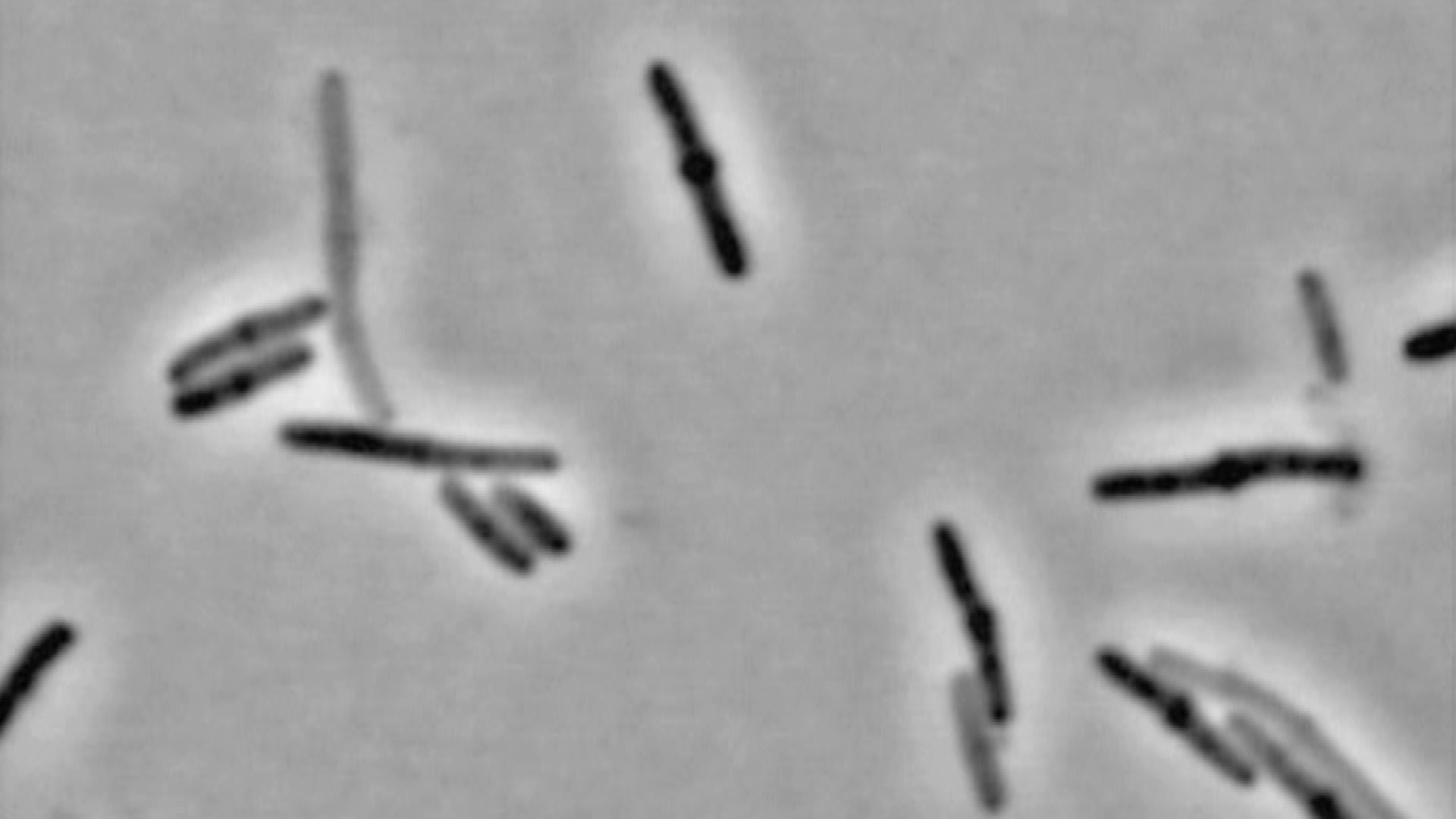 WHO: Drug-Resistant Bugs Have Spread to “Alarming Levels”