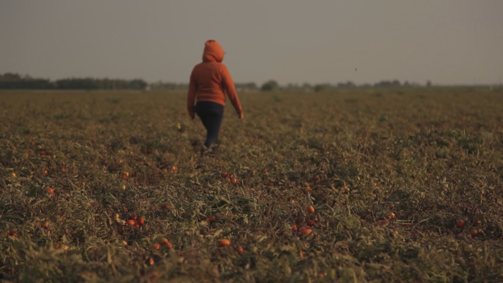 Three Plans to Stop Rape in the Fields