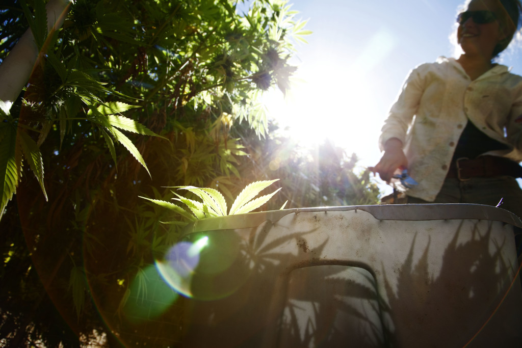 Growers Face New Blow in CA Medical Marijuana Ruling