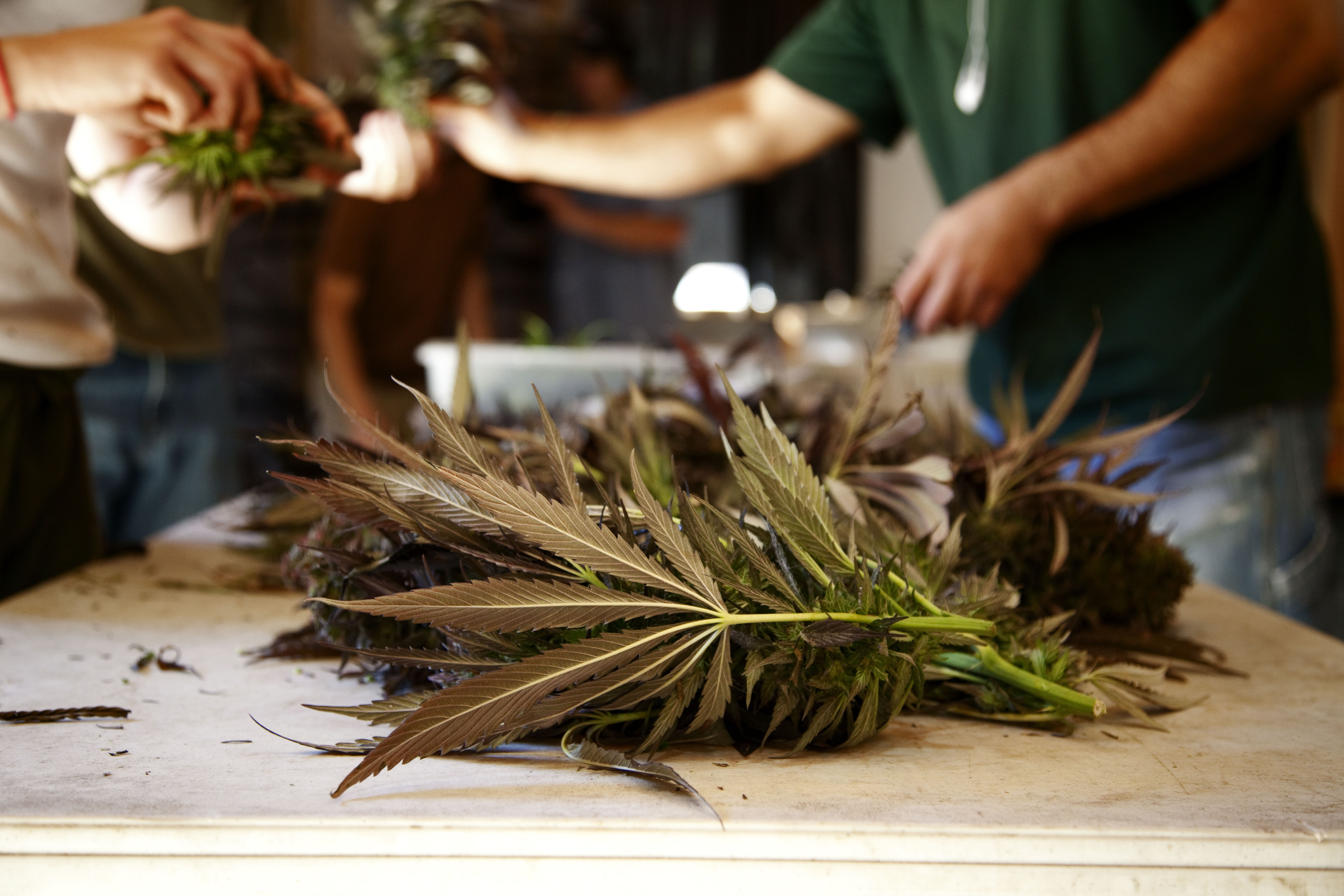 Is California’s Medical Marijuana Crackdown Coming to Colorado?