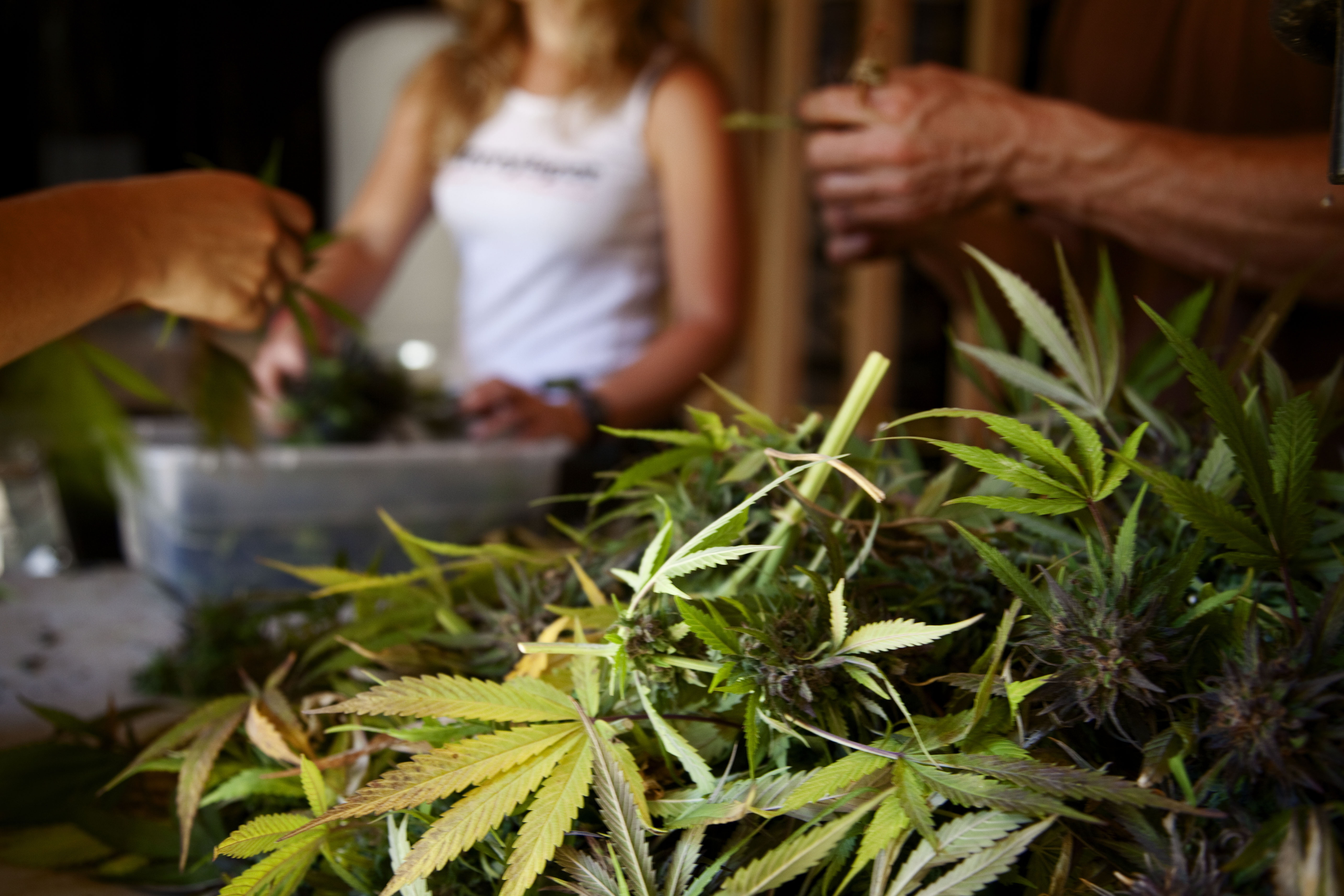 Attorney General Sued Over Medical Marijuana Crackdown