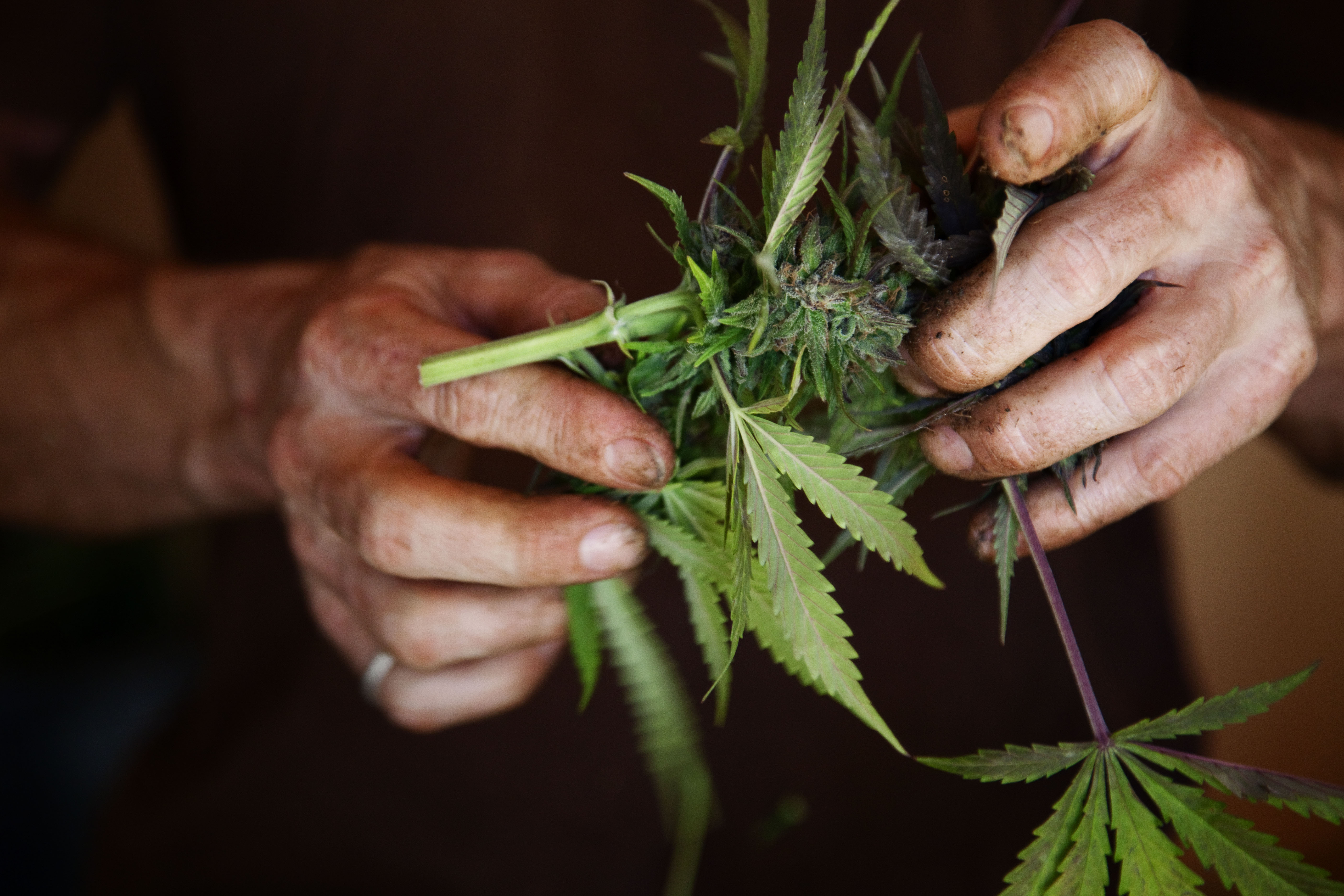 Two Governors Push to Ease Marijuana Restrictions