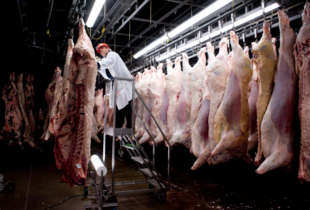 An inspector examines fresh beef sides for potential contaminants or health issues before the meat is cooled for 42 hours at a Cargill meat packing plant in Fort Morgan, Colo., Nov. 10, 2009. Cargill is participating in trials of a cattle vaccine against e-coli, a pathogen that does not harm cattle but can be dangerous to human health. (Kevin Moloney/The New York Times)