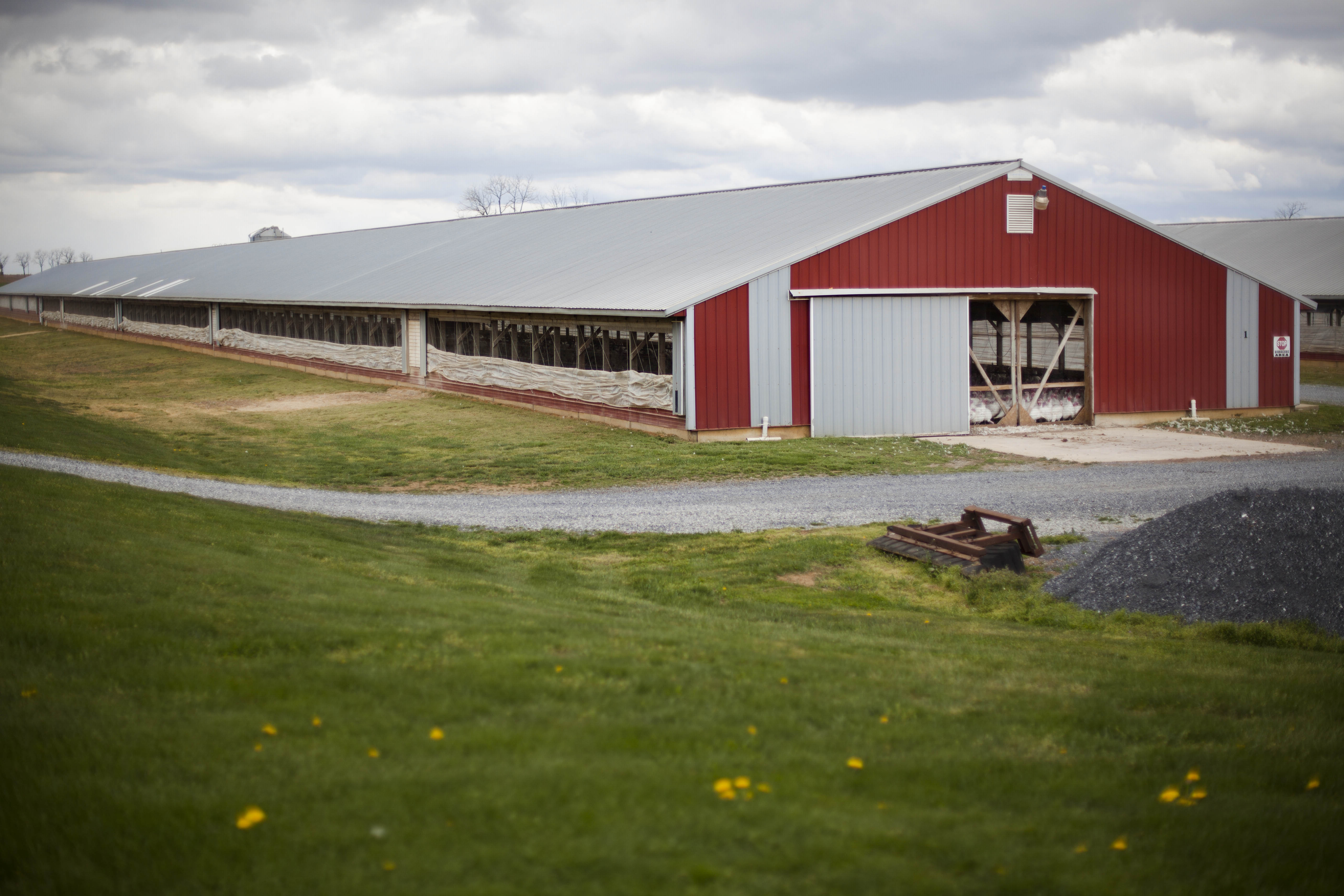 Shown is David Martin's farm where he raises turkeys without the use of antibiotics, Wednesday, April 11, 2012, in Lebanon, Pa. (AP Photo/Matt Rourke)