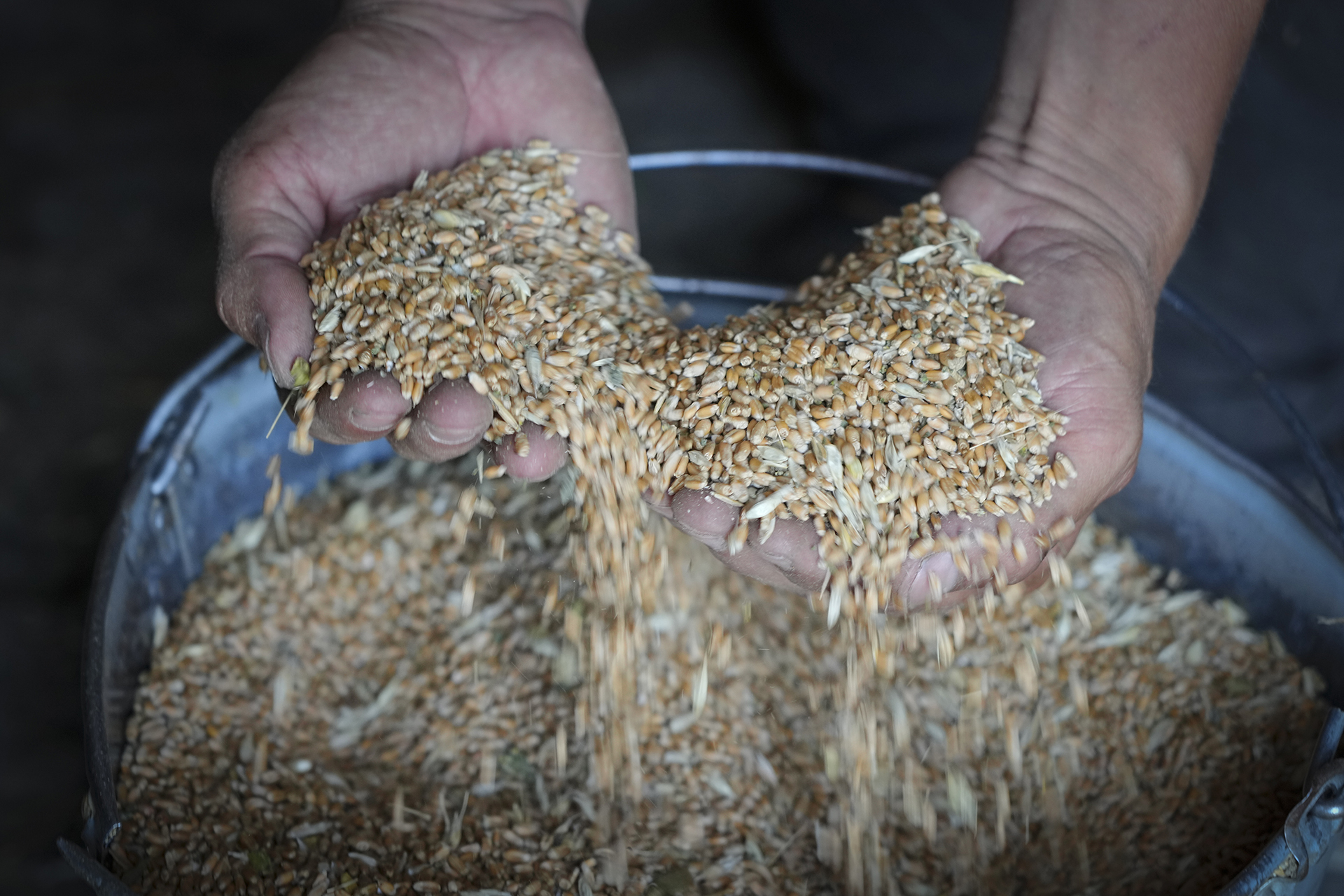 FILE - A farmer holds grain in his barn in the village of Ptyche in eastern Donetsk region, Ukraine, Sunday, June 12, 2022. (AP Photo/Efrem Lukatsky, File)