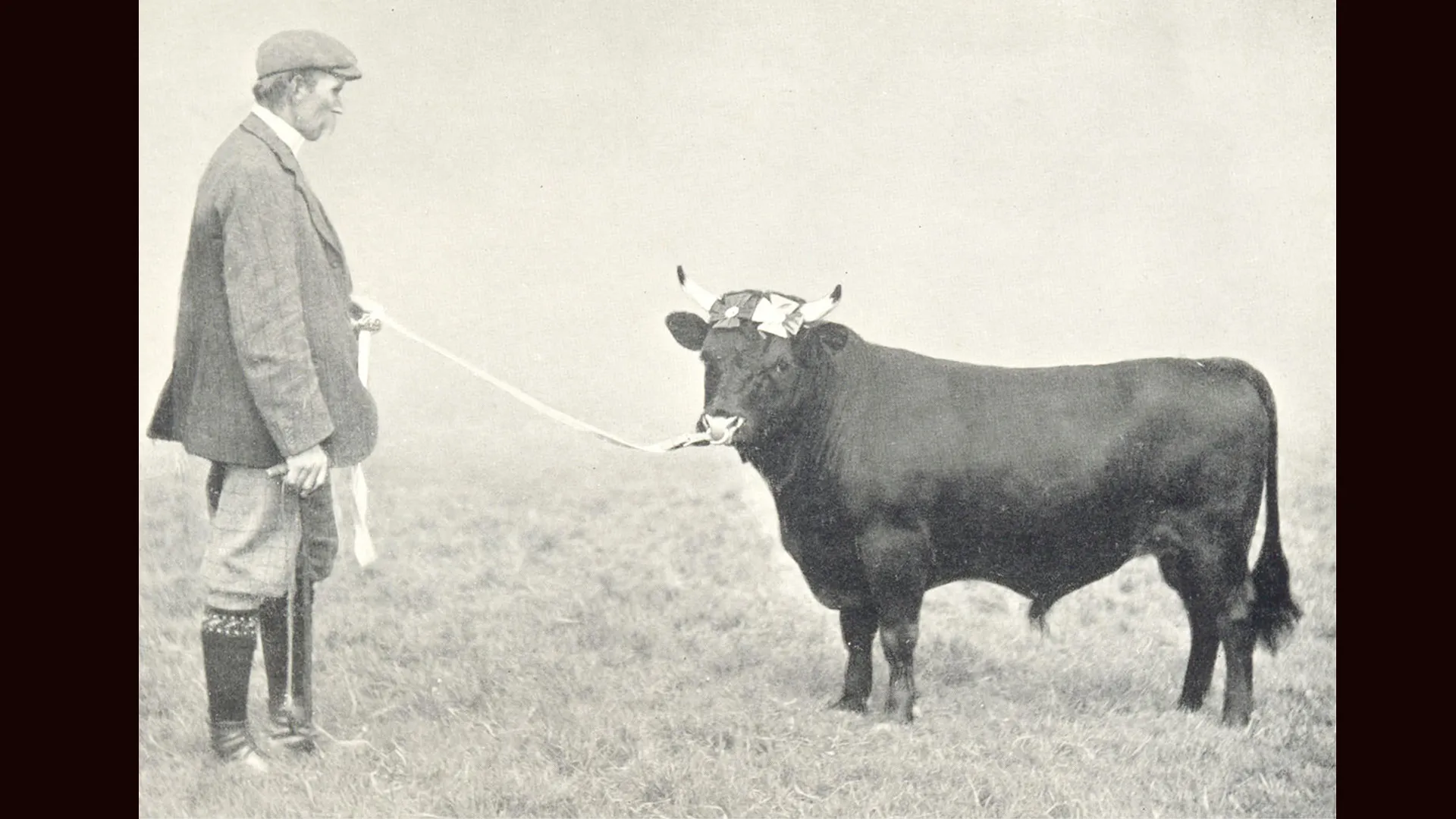 Vintage photograph of farmer with prize bull