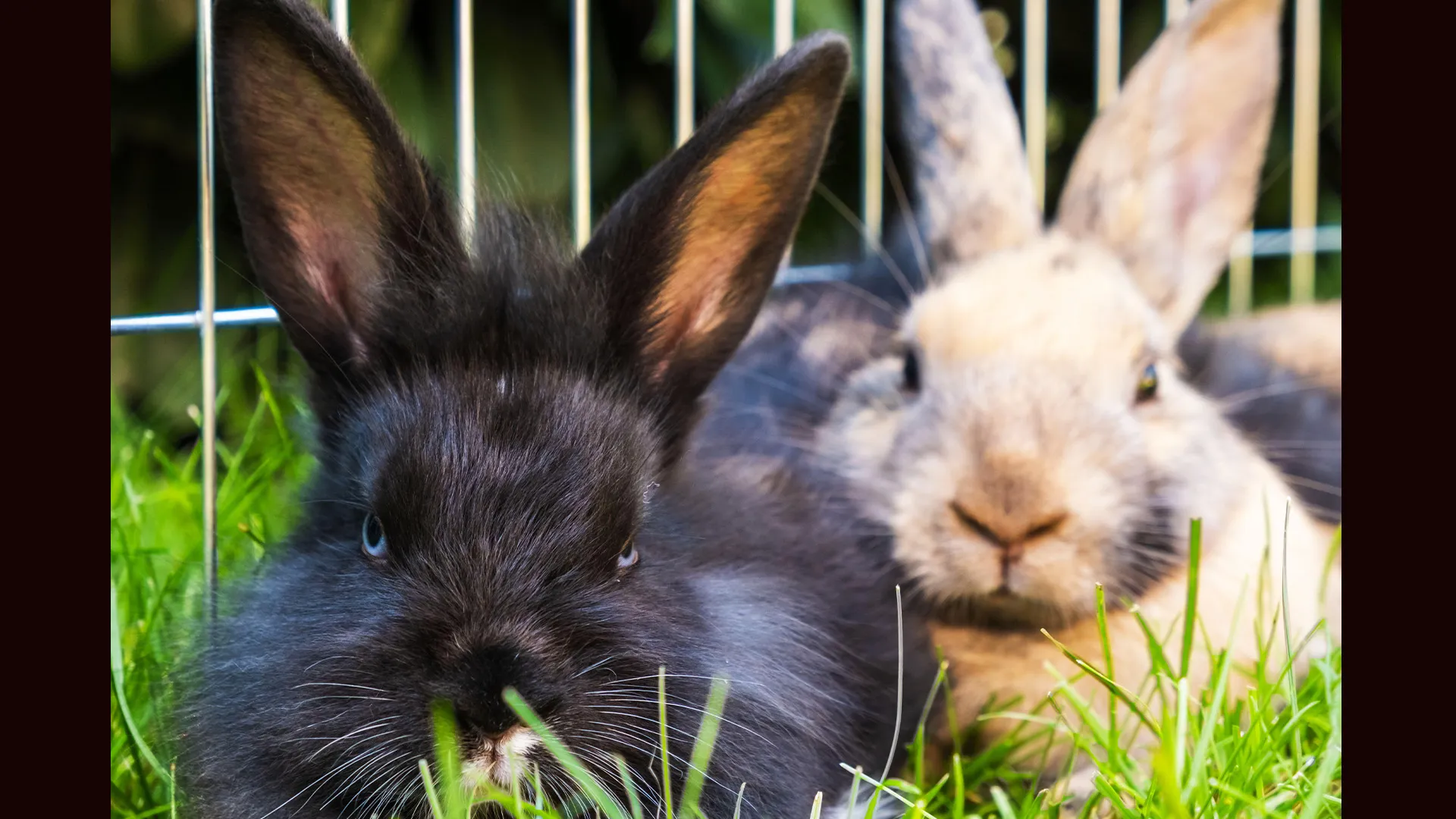 Color photo of two rabbits, one black and one white.