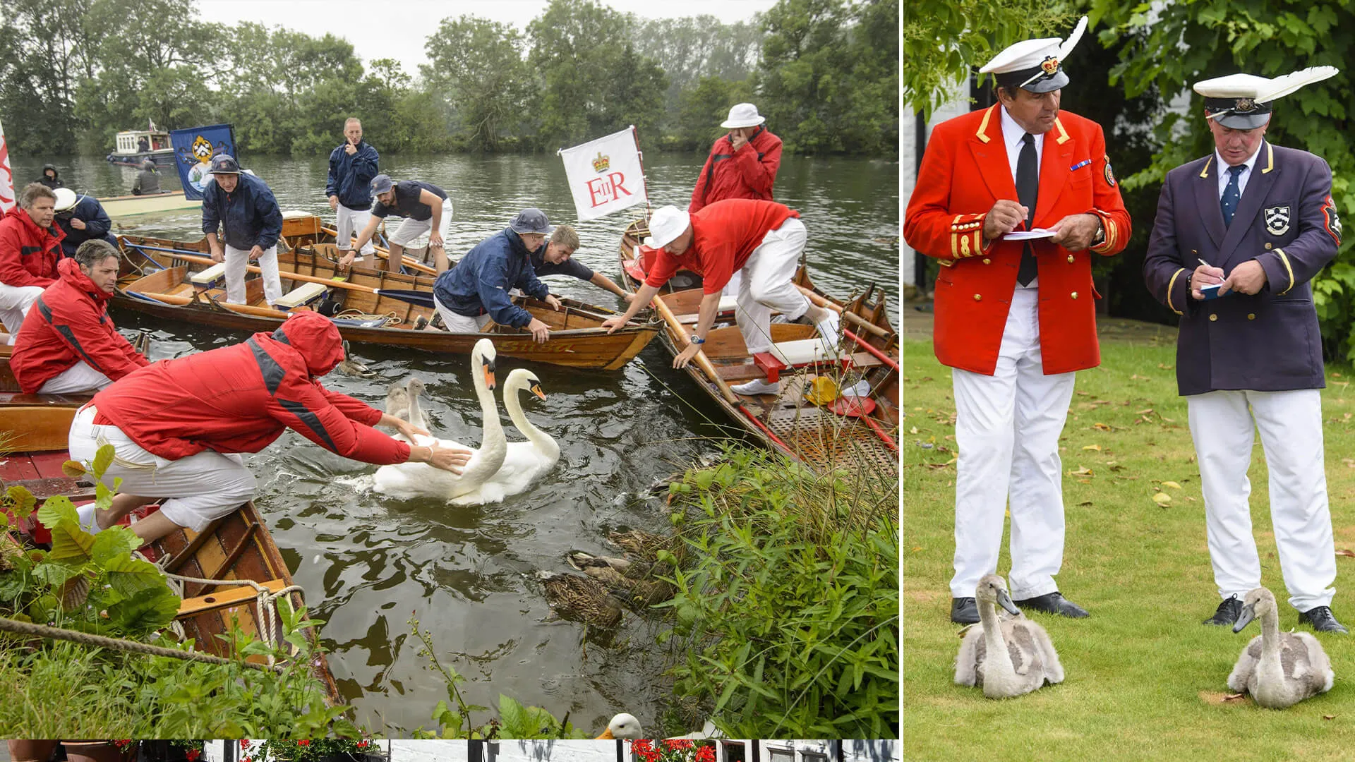 His Majesty the King’s “Swan Uppers” tag and record swans along the River Thames, between Marlow and Henley in Buckinghamshire, England.