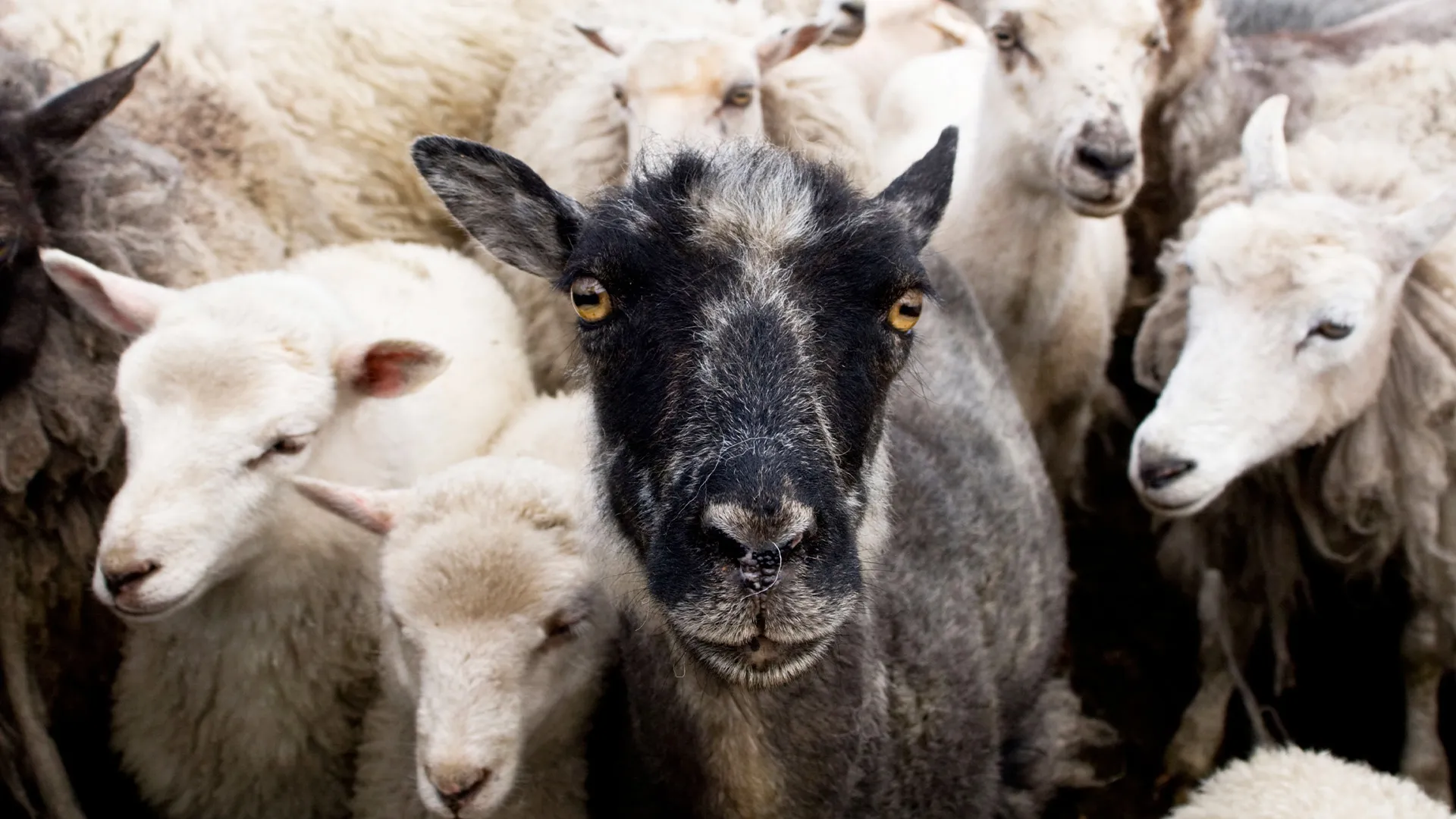 Close up photo of one black sheep amidst a white flock.