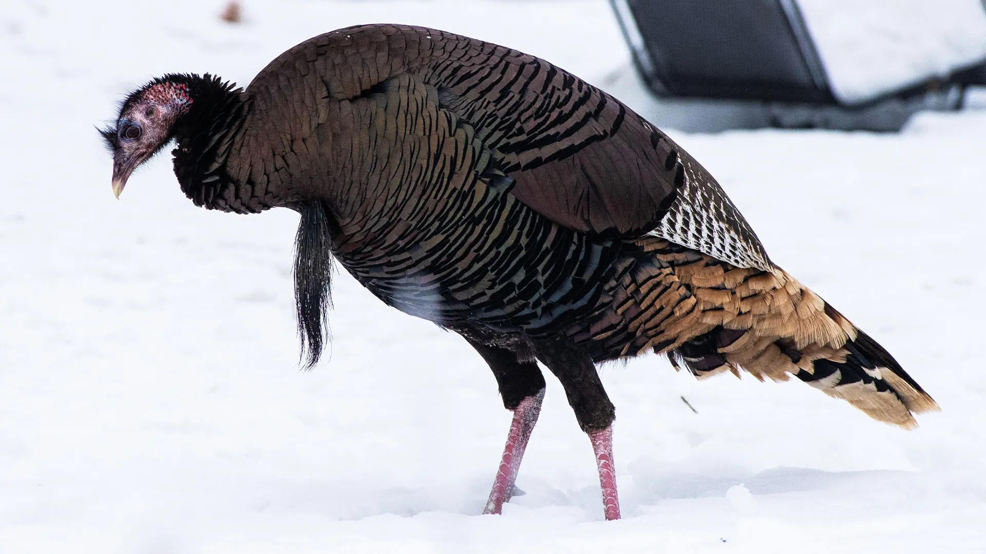 Photo on a single turkey walking on snow.