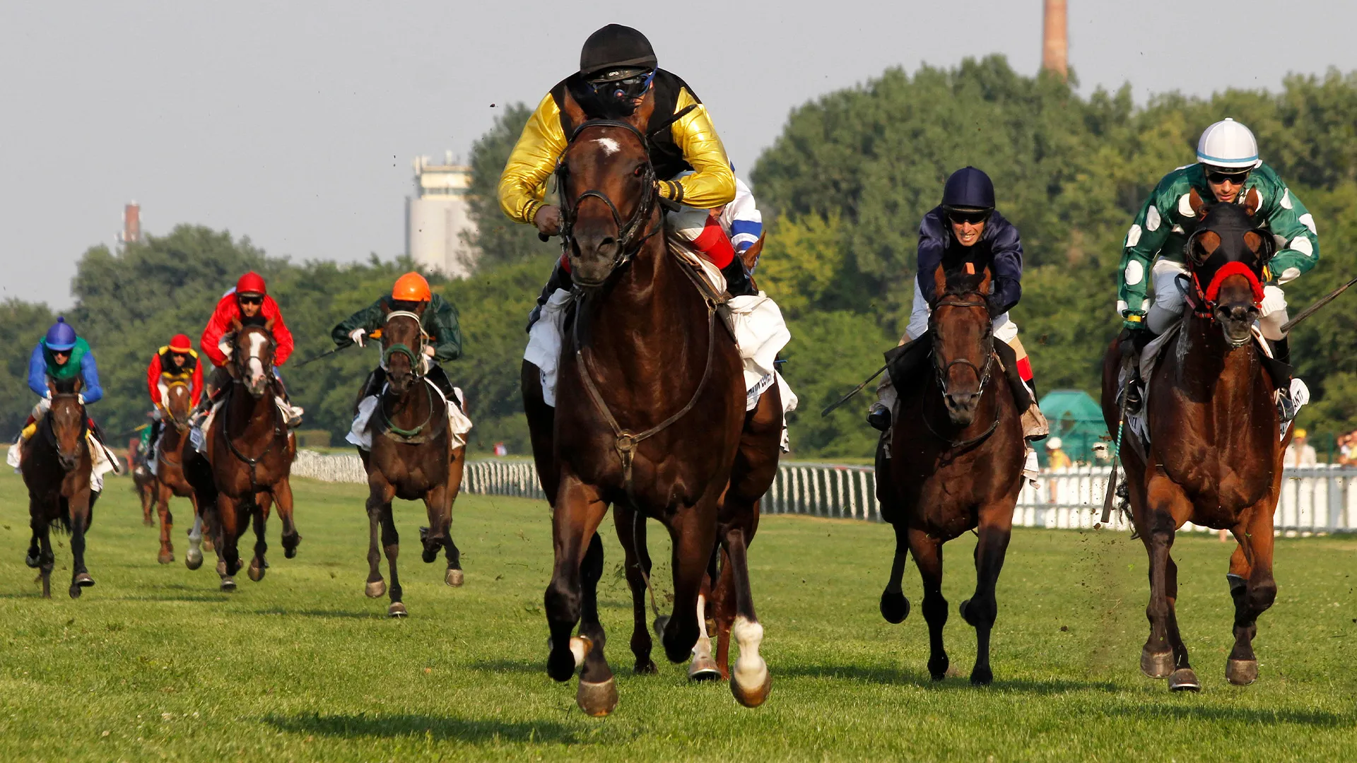 Color photo of race horses running on a grass track.