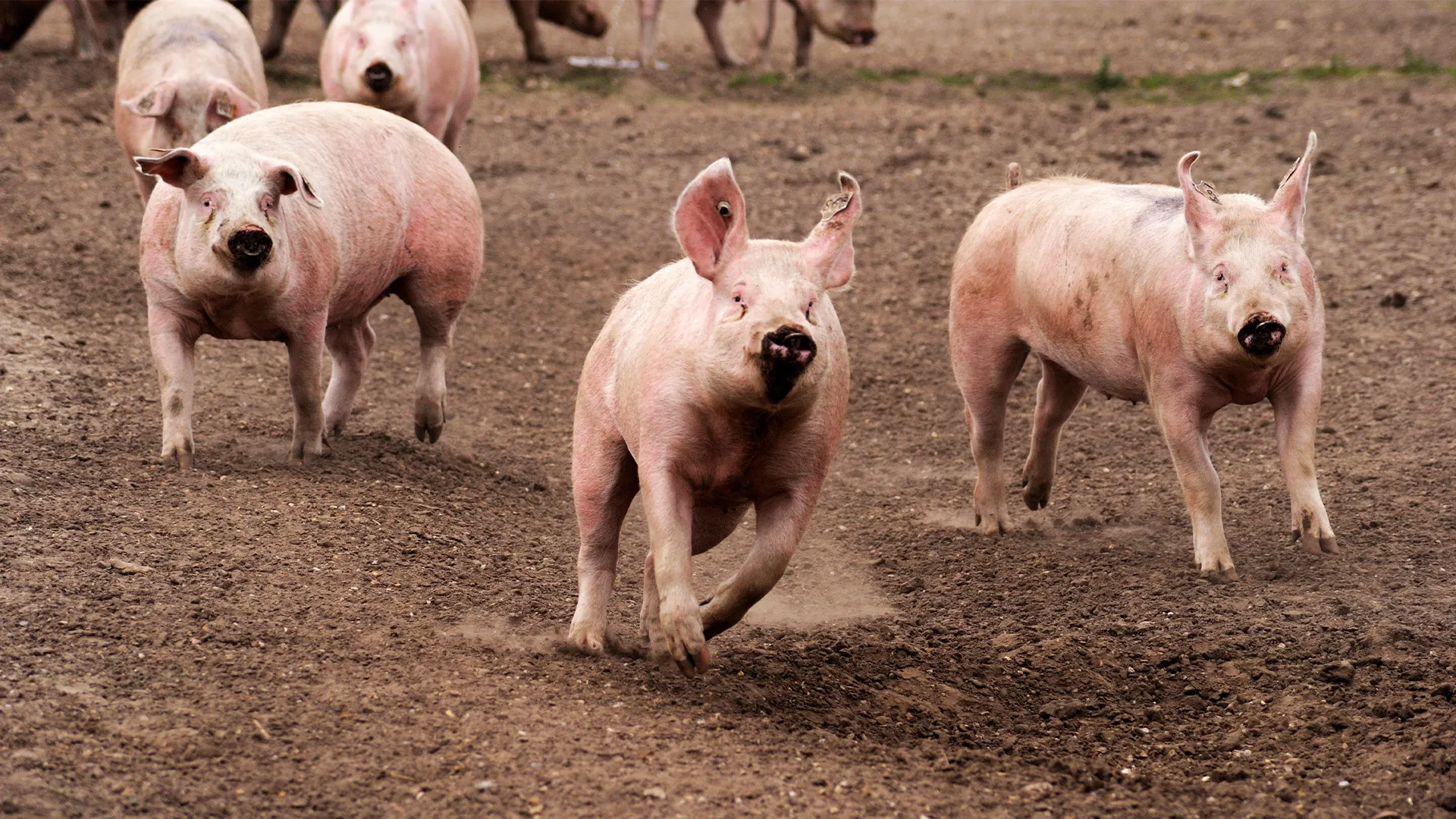 Barnyard pigs running.