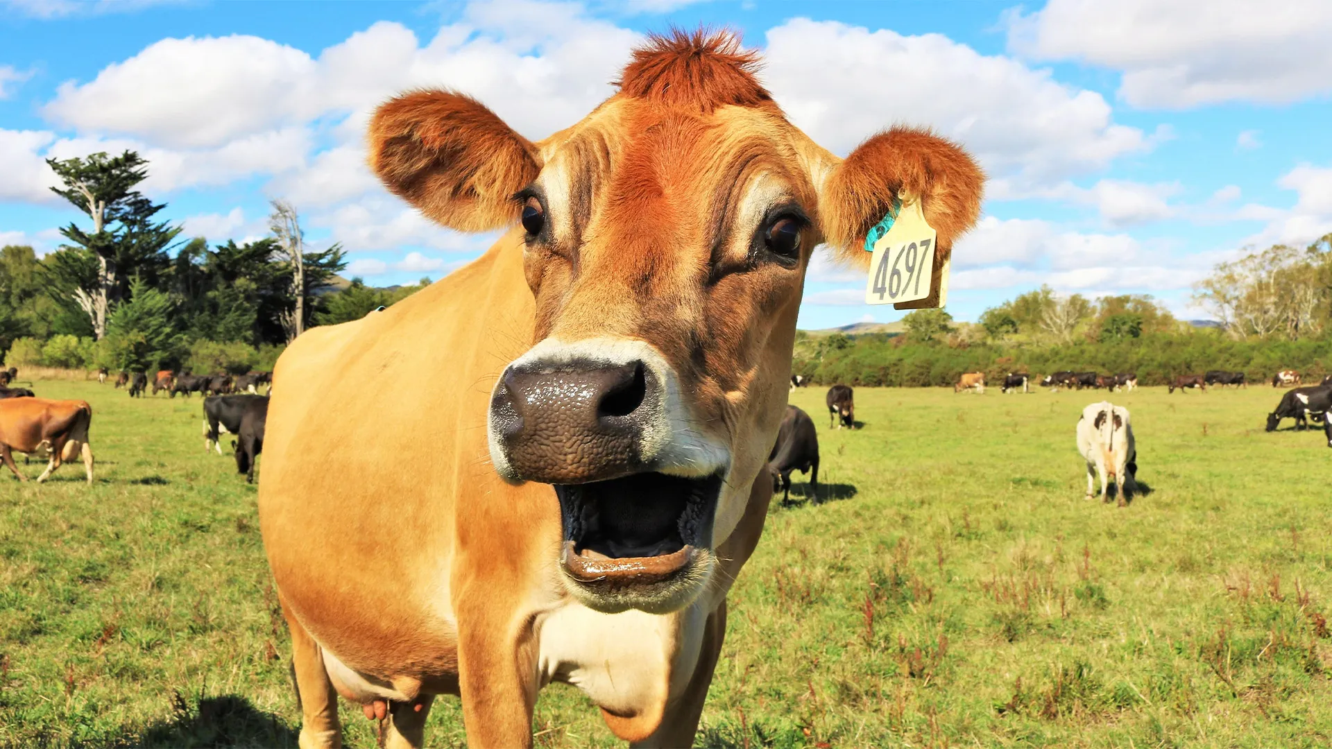 Color photo of a cow that appears to be smiling, out in a green field with blue sky.