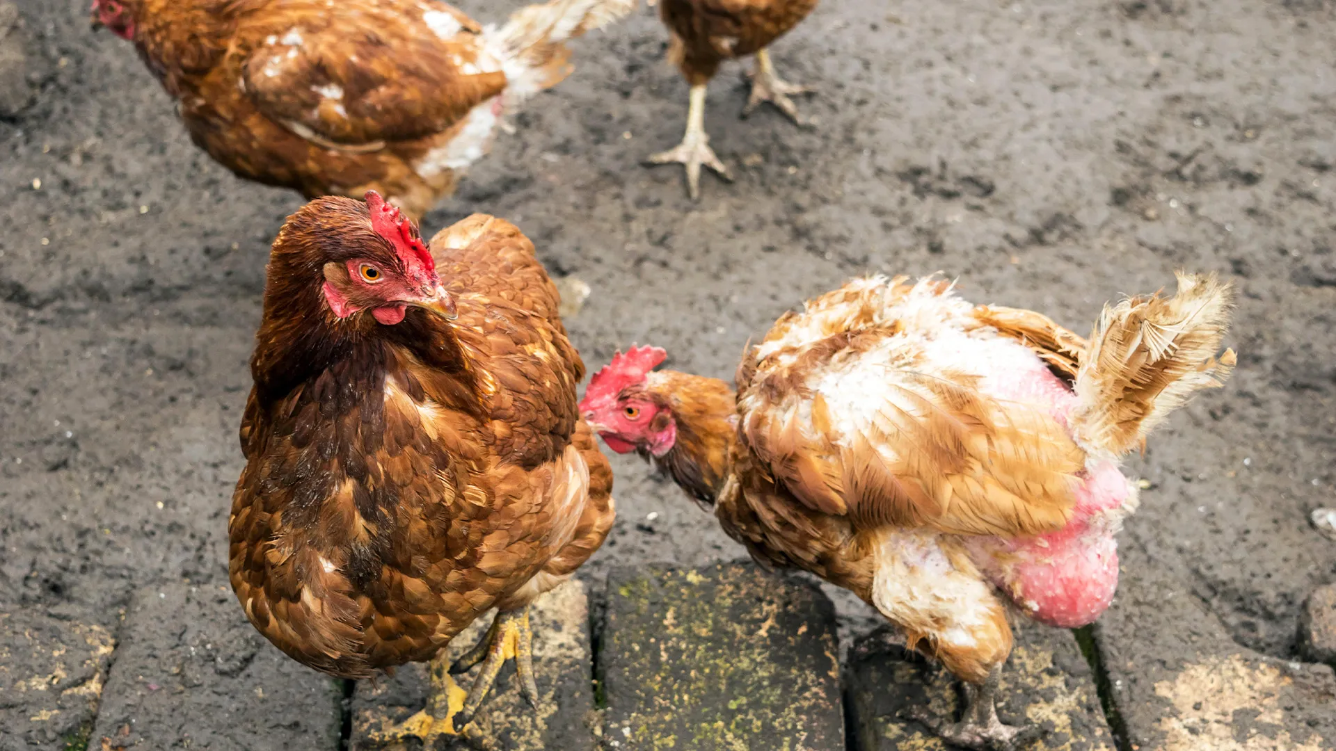 Chickens in a farm yard pecking at each other.