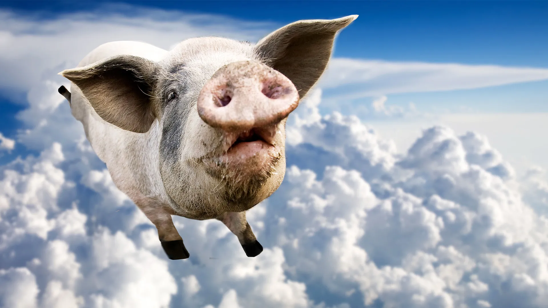 A white pig flying through the clouds in the sky to convey the idiom, "When pigs fly."