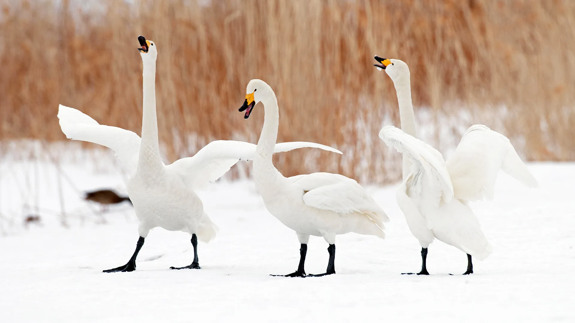 Three white swans with wings out and beaks open, appearing to be singing.