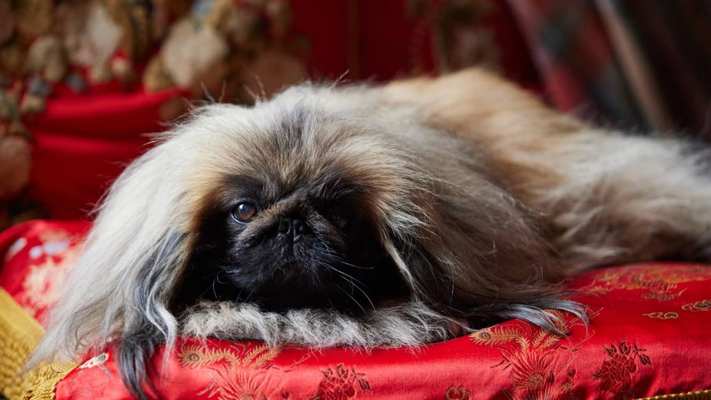 Derek the dog as Tricki