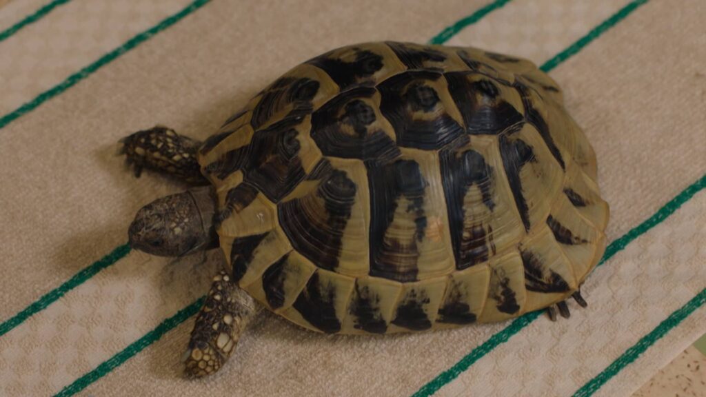 overhead view of the tortoise named Bernard who is on top of a green and beige cloth