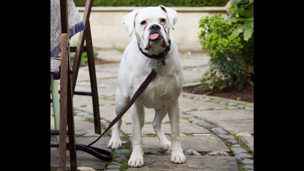 The white boxer Cedric stands attentively, with his tongue hanging out of the front of his mouth, while leashed to a chair on a stone patio