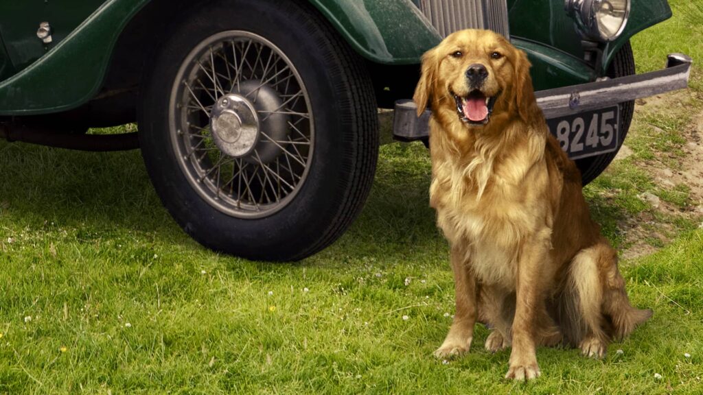 Golden retriever Jess smiles with her tongue out as she sits in front of a green car parked on the grass