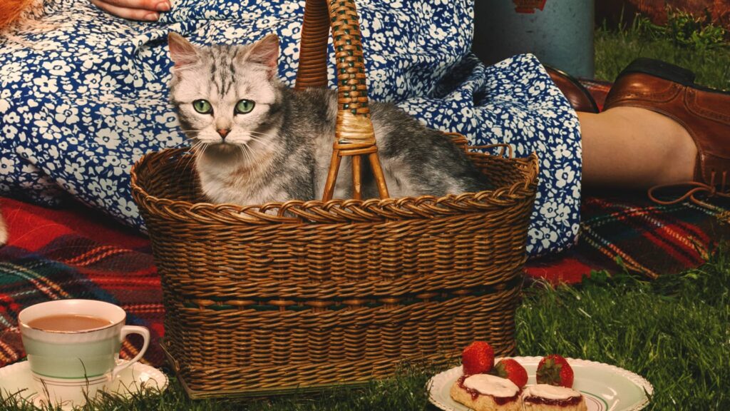 The tiny grey and white kitten sits in a picnic basket on a lawn.