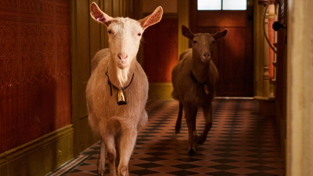 Goats as seen in All Creatures Great and Small Season 4