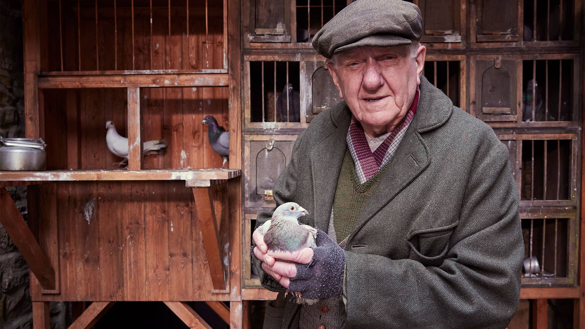 Standing outdoors in his rustic pigeon loft, an old man wearing a tweed coat and cap looks directly at the camera and proudly holds has homing pigeon in his hands.