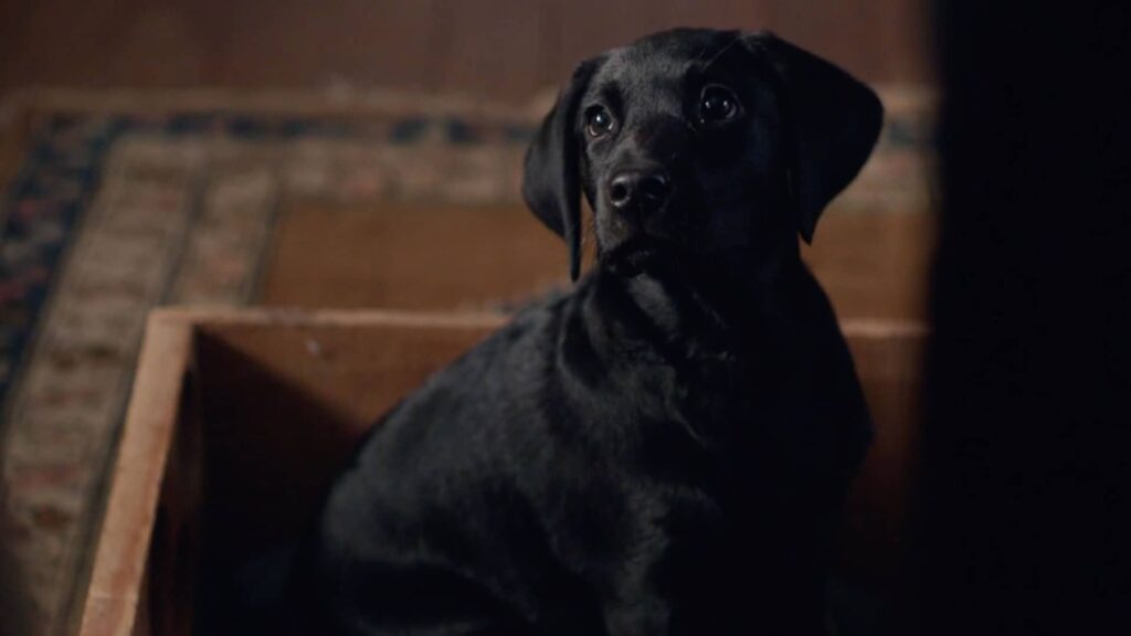 Puppy Dickens in Grantchester Season 1