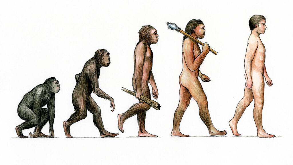 Color sketch of the evolution from ape to human in five stages.