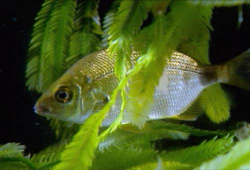 Caulerpa with silver fish
