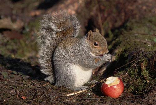 Gray squirrel