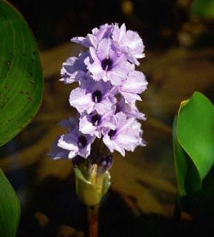Water Hyacinth
