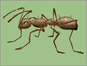 Crazy ant