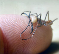 Biting finger