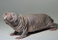 Mole rat