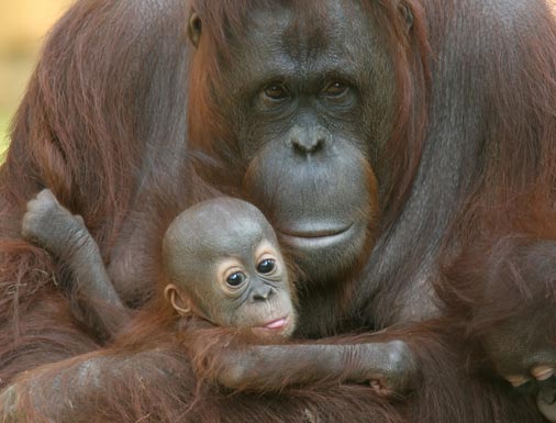 Orangutans