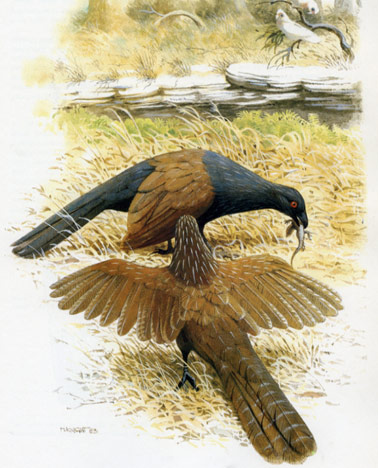 Centropus