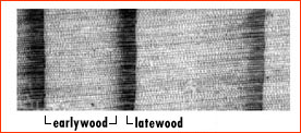 Diagram of closeup of tree rings aligned with growth rates