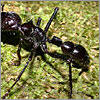 Front leg and forepaw