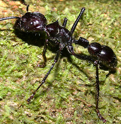 Bullet ant