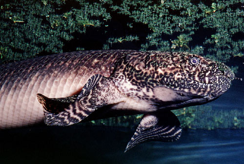 Bichir