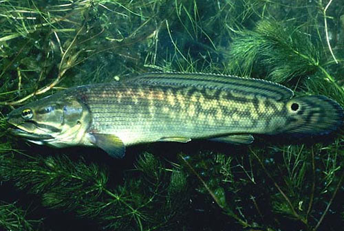 Bowfin