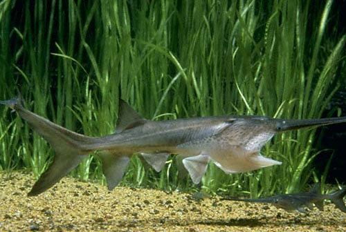 Paddlefish