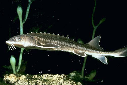 Sturgeon