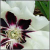 Rock's Peony